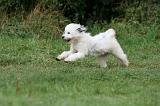 TERRIER DU TIBET 228